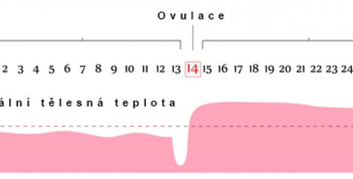 Termín ovulace