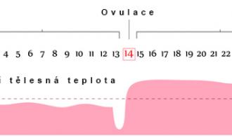 Termín ovulace