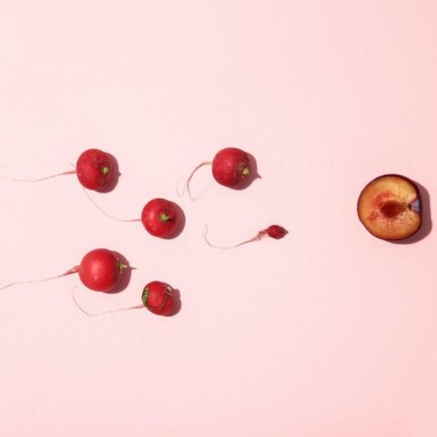 Spermie_oplodnění_tehotenstvi.cz