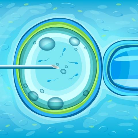 umělé-oplodnění-spermie-vajíčko